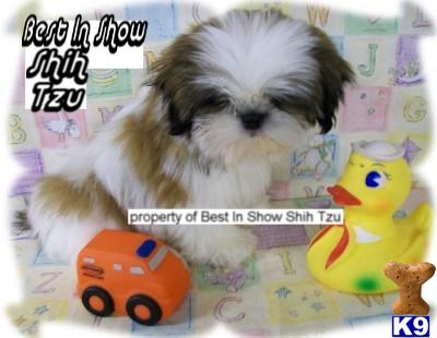 SEE OUR VIDEO/PICTURES OF BEAUTIFUL SHIH TZU PUPPIES AVAILABLE